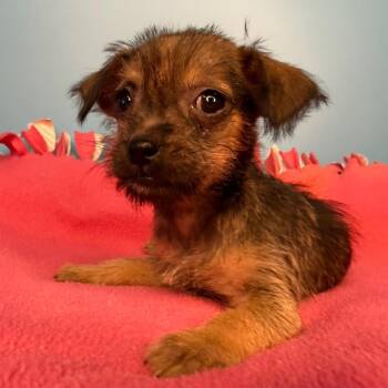 Chihuahua and Brussels Griffon Dogs Available for Adoption in San Antonio, Texas - Missy | PetCurious