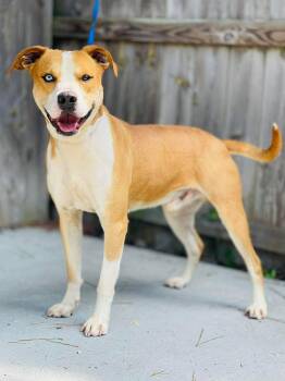 AC-4854 "Cam-Cam" -  Pit Bull Terrier Dog for Adoption in Conyers, Georgia - AC-4854 "Cam-Cam" | PetCurious