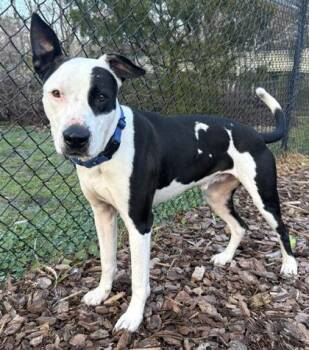 Terrier and Mixed Breed Dogs Available for Adoption in Palm Coast, Florida - Bones | PetCurious