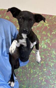 Mary Kate -  Dachshund and Terrier Dog for Adoption in San Antonio, Texas - Mary Kate | PetCurious