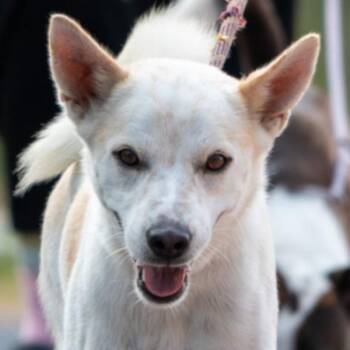 Jindo and Shiba Inu Dogs Available for Adoption - Lombard (Soi Dog) | PetCurious