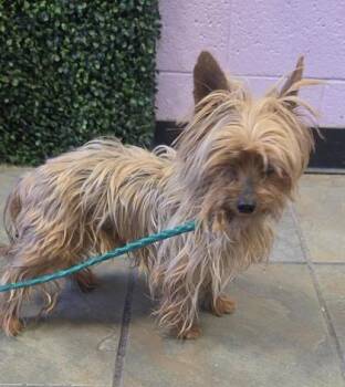 61229045 -  Yorkshire Terrier Dog for Adoption in El Paso, Texas - 61229045 | PetCurious