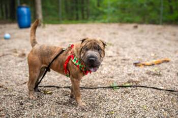 Rescue Shar Pei Dogs for Adoption in Muskegon, Michigan - Charlie Chaplin | PetCurious