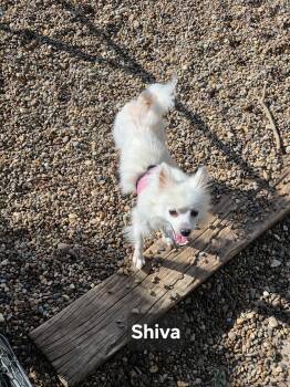 Shiva -  American Eskimo Dog Dog for Adoption in Wever, Iowa - Shiva | PetCurious