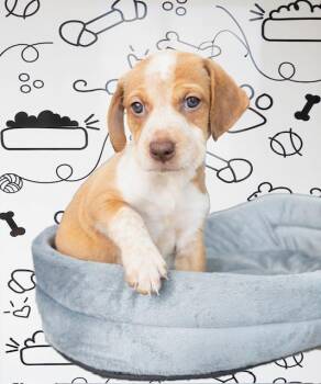 Puppy 1 -  Beagle Dog for Adoption in Clarksburg, Ontario - Puppy 1 | PetCurious