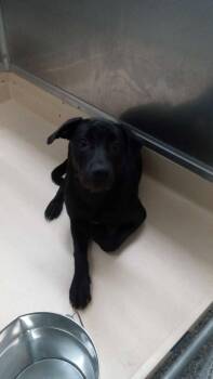 polly -  Labrador Retriever and German Shepherd Dog Dog for Adoption in Burgaw, North Carolina - Polly | PetCurious