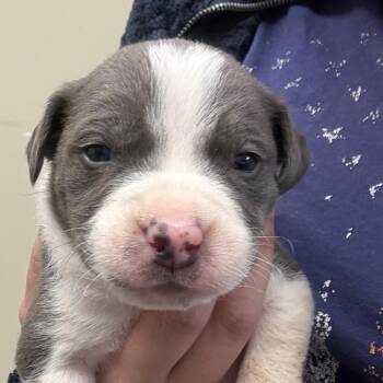 Mixed Breed Dogs Available for Adoption in Bentonville, Arkansas - Magnus | PetCurious