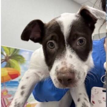 FWT Dotty -  Australian Cattle Dog Blue Heeler Dog for Adoption in Midland, Texas - FWT Dotty | PetCurious