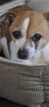 Rescue Chihuahua Dogs for Adoption in Stockbridge, Georgia - Chase | PetCurious