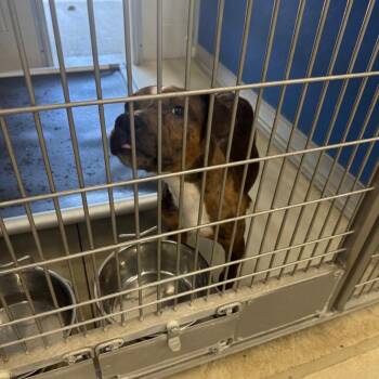 SLBY-Stray-2696 -  Pit Bull Terrier Dog for Adoption in Shelbyville, Illinois - SLBY-Stray-2696 | PetCurious
