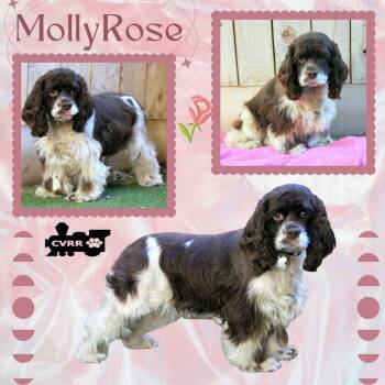Molly Rose (Ritzy) -  Cocker Spaniel Dog for Adoption in Lindsay, California - Molly Rose (Ritzy) | PetCurious