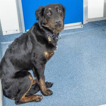 Anatolian Shepherd and Mixed Breed Dogs Available for Adoption in St. Louis, Missouri - CANDY | PetCurious