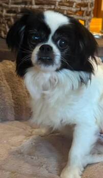 Penny - In Appleton, WI -  Japanese Chin and Shih Tzu Dog for Adoption in Menomonee Falls, Wisconsin - Penny - In Appleton, WI | PetCurious