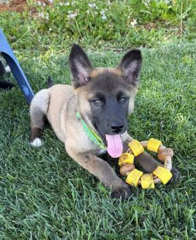 Puppy Dolly -  German Shepherd Dog Dog for Adoption in Fulton, California - Puppy Dolly | PetCurious