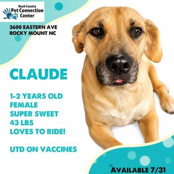 CLAUDE  Available NOW - ADOPTION or RESCUE! -  Mixed Breed Dog for Adoption in Nashville, North Carolina - CLAUDE  Available NOW - ADOPTION Or RESCUE! | PetCurious
