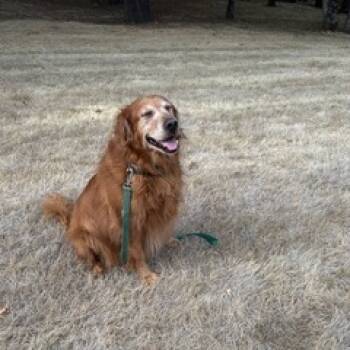 Rescue Golden Retriever Dogs for Adoption in Corvallis, Oregon - Drake | PetCurious
