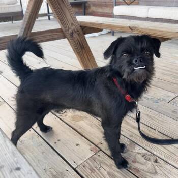 Terrier Dogs Available for Adoption - Teebo | PetCurious
