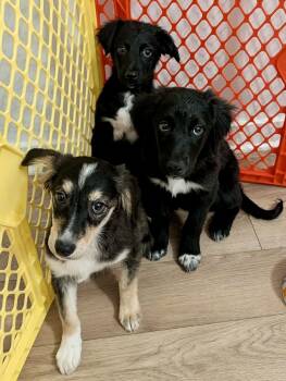 Border Collie and Poodle Dogs Available for Adoption - Clover | PetCurious