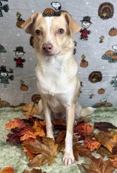 261400  Pandora -  Terrier Dog for Adoption in Wetumpka, Alabama - 261400  Pandora | PetCurious