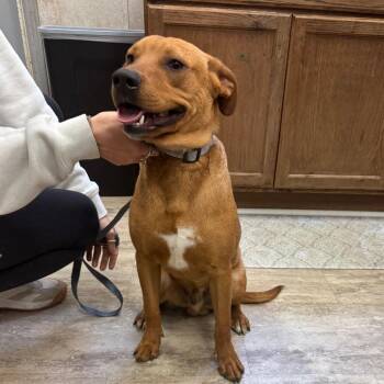 Timmy -  Mixed Breed Dog for Adoption in Hinesville, Georgia - Timmy | PetCurious