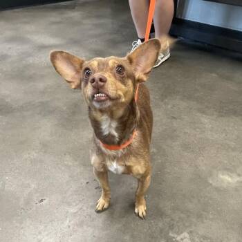 Choco -  Chihuahua Dog for Adoption in Tampa, Florida - Choco | PetCurious