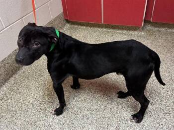 Pit Bull Terrier Dogs Available for Adoption in Colorado Springs, Colorado - SLIGHDE | PetCurious