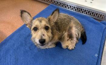 DIEGO -  Wirehaired Terrier and Wirehaired Dachshund Dog for Adoption in Dallas, Texas - DIEGO | PetCurious