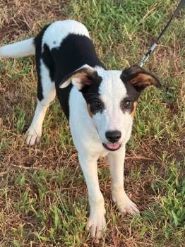 Meadow -  Terrier Dog for Adoption in Cleveland, Oklahoma - Meadow | PetCurious