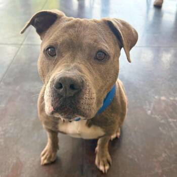 Zia -  Pit Bull Terrier Dog for Adoption in Rifle, Colorado - Zia | PetCurious