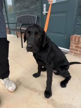 26-469 -  Labrador Retriever and Mixed Breed Dog for Adoption in Barnesville, Georgia - 26-469 | PetCurious