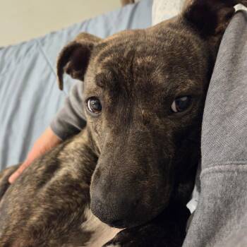 Mixed Breed Dogs Available for Adoption - Melrose | PetCurious