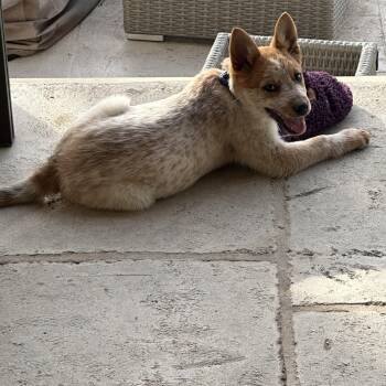 Australian Cattle Dog Blue Heeler Dogs Available for Adoption - Jude | PetCurious
