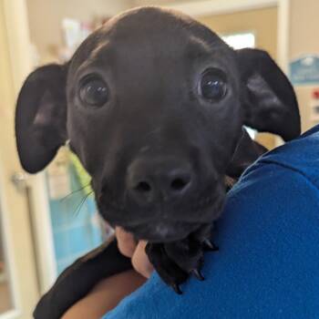 Doris -  Mixed Breed Dog for Adoption in Fenton, Michigan - Doris | PetCurious