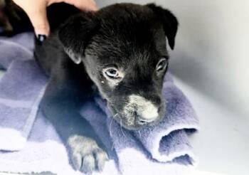 Rescue Labrador Retriever and Mixed Breed Dogs for Adoption in Houston, Texas - BOWBEE | PetCurious