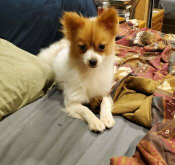 Andy -  Pomeranian Dog for Adoption in Melbourne, Kentucky - Andy | PetCurious