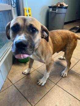 Rescue Mixed Breed Dogs for Adoption in Marion, Ohio - Rowdy | PetCurious