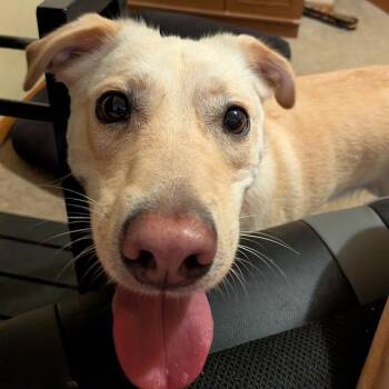 Chance -  Yellow Labrador Retriever Dog for Adoption in Columbia, Missouri - Chance | PetCurious