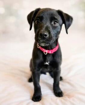 Mixed Breed Dogs Available for Adoption in Lindenhurst, New York - Kay Oss | PetCurious