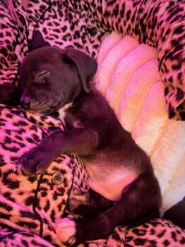 Mixed Breed Dogs Available for Adoption - Adam | PetCurious