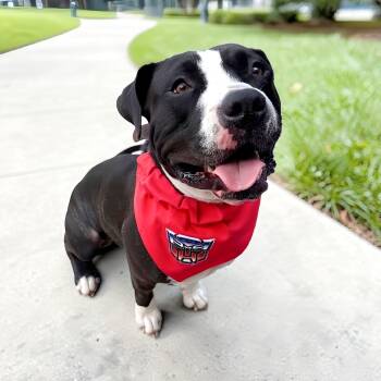 Bruce -  American Staffordshire Terrier Dog for Adoption in Houston, Texas - Bruce | PetCurious