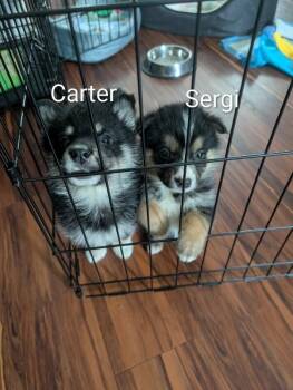 Sergi -  Mixed Breed Dog for Adoption in Athens, Ontario - Sergi | PetCurious
