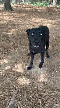 Shepherd and Husky Dogs Available for Adoption in Little Rock, Arkansas - Moonlight | PetCurious