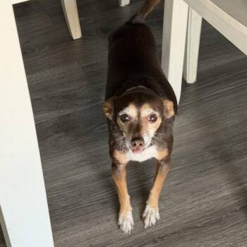 Penny -  Chihuahua Dog for Adoption in Yuma, Arizona - Penny | PetCurious