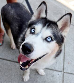 Emma -  Siberian Husky Dog for Adoption in Cumming, Georgia - Emma | PetCurious