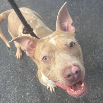 Pit Bull Terrier Dogs Available for Adoption in Northbrook, Illinois - Dr. Javadi | PetCurious