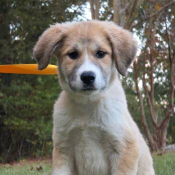 Rescue Great Pyrenees Dogs for Adoption in Clanton, Alabama - Capricorn | PetCurious