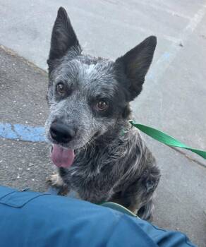 Mowgli -  Cattle Dog Dog for Adoption in Davis, California - Mowgli | PetCurious