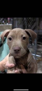 Rescue Pit Bull Terrier Dogs for Adoption in Poplar Grove, Illinois - Scrappy Doo | PetCurious