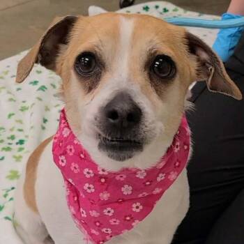 Beagle Dogs Available for Adoption in Manchester, New Hampshire - Ming Ming Duck In NH! Come Meet Our Adoptable Dogs Wed-Sat, More | PetCurious