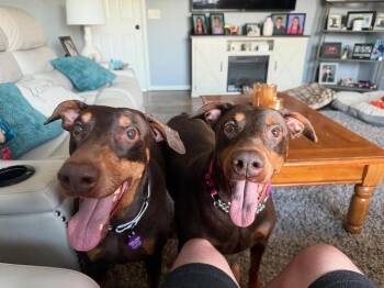 Rescue Doberman Pinscher Dogs for Adoption in Detroit, Michigan - Mia & Letty | PetCurious